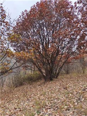 高度200厘米叢生蒙古櫟