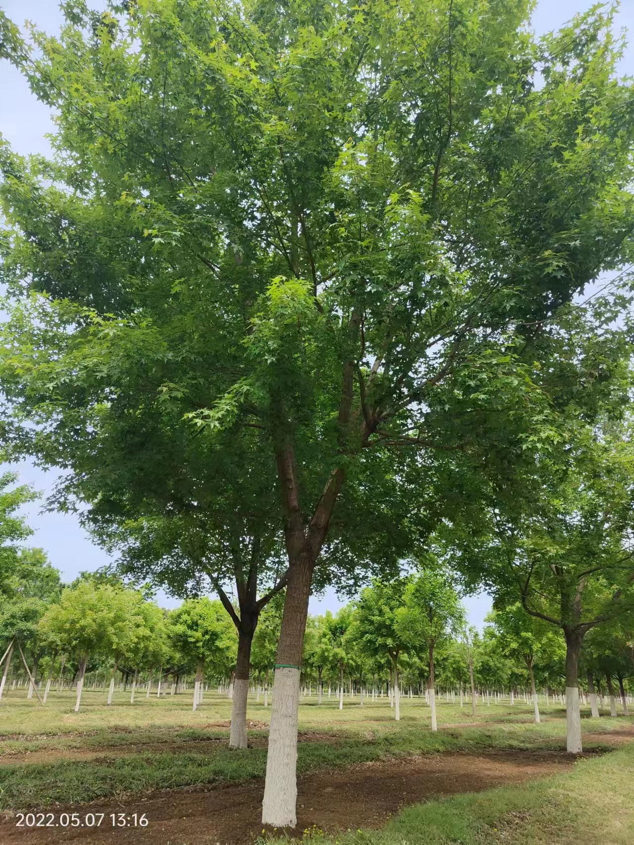 叢生元寶楓如何栽種